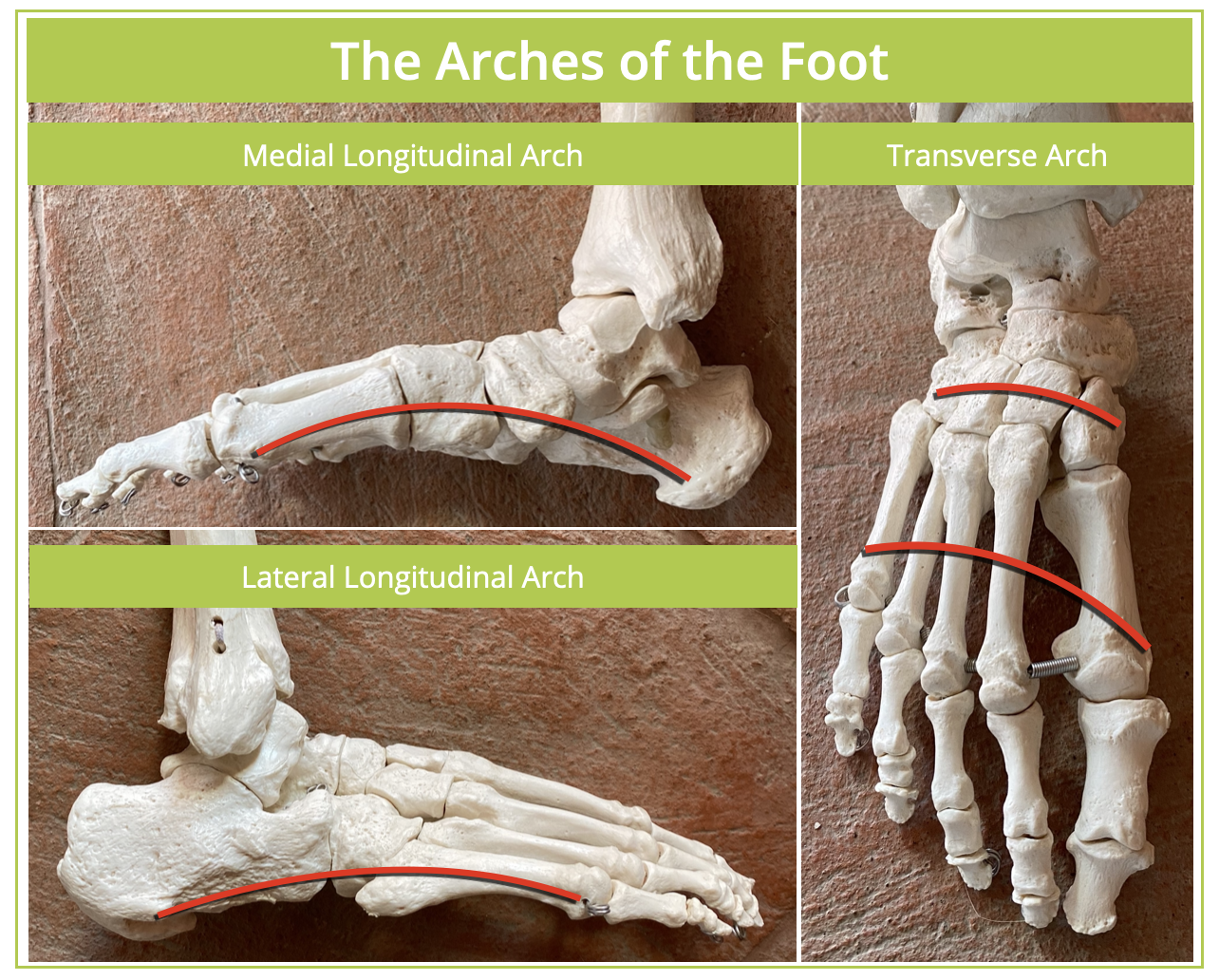 The Foot Arch Building Course
